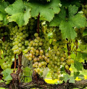 Witte druiven, wijnbouw